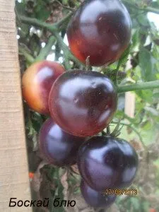 soiuri rare de tomate