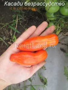 soiuri rare de tomate