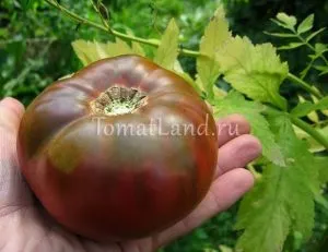 soiuri rare de tomate