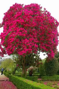Rododendronok a külvárosokban ültetés és gondozás, reprodukció