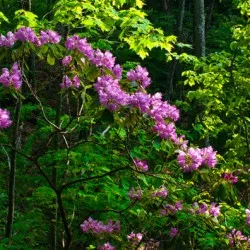 Rododendroni în regiunea Moscova și Leningrad în creștere din semințe, fotografie, loc în peisajul