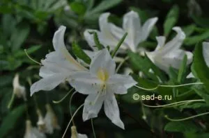 Rhododendron în suburbii, toate plantele