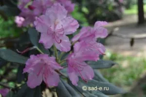 Rhododendron în suburbii, toate plantele