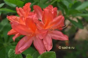 Rhododendron a külvárosokban, mind a növények