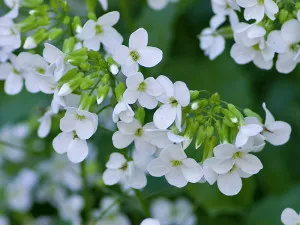 Rezuha- Arabis кавказки и Alpine, arabisom грижи и отглеждане, засаждане и снимки