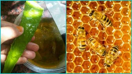 Рецепти алое с мед за настинки и кашлица