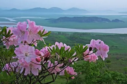 Rododendroni în regiunea Moscova și Leningrad în creștere din semințe, fotografie, loc în peisajul