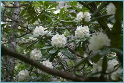 Rododendroni în regiunea Moscova și Leningrad în creștere din semințe, fotografie, loc în peisajul