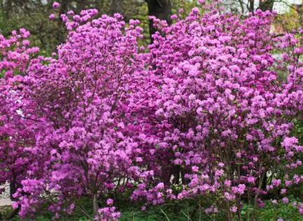 Rododendroni - plantare și îngrijire în suburbii