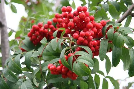 Rowan Farmecul Fericirea de familie în casă