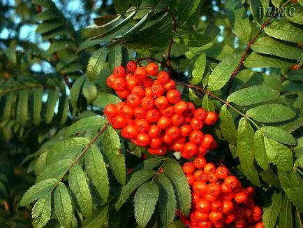 Rowan Farmecul Fericirea de familie în casă