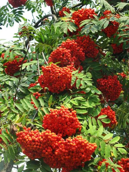 Rowan Farmecul Fericirea de familie în casă