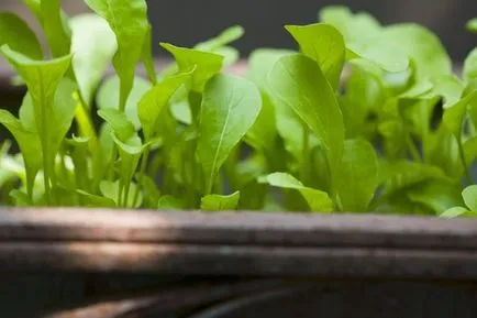 Plantarea salată - ca plantă salată