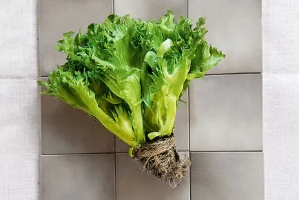 Plantarea salată - ca plantă salată