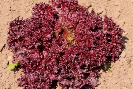 Plantarea salată - ca plantă salată