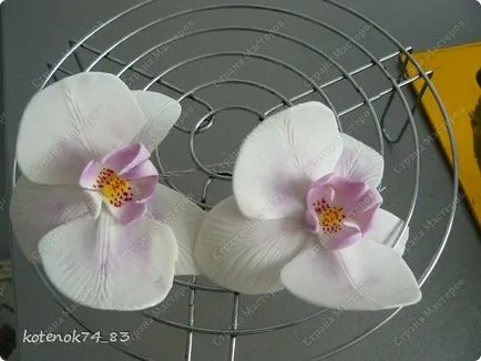 Захар орхидея, без да излизате майстори страни
