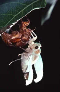 forgatás rovarok