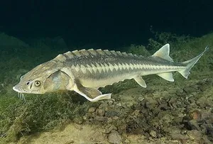 Семейството на есетрови риби списък видове от най-популярните есетра, описание и снимки