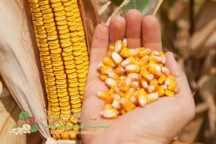 Kukorica vetőmag ültetés a jogot, hogy gyűjteni fokozat