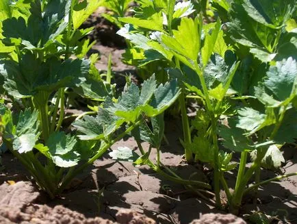 foaie de țelină de la plantare la recoltare