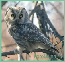 Owl, Owl сова, бухал птица, описание бухал, всички от syche, поведението на бухал в природата