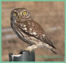 Owl, Owl сова, бухал птица, описание бухал, всички от syche, поведението на бухал в природата