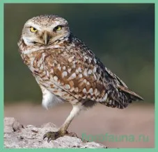 Owl, Owl сова, бухал птица, описание бухал, всички от syche, поведението на бухал в природата