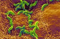 Симптоми и лечение на Staphylococcus гърлото, отколкото опасно, тъй като предава