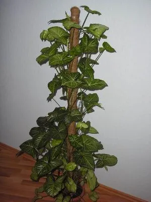 Syngonium грижи у дома, снимка (поливане, възпроизвеждане, промяна, болести и грижи за този проблем)