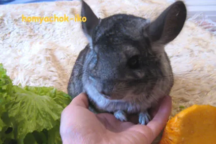 Chinchilla în casă