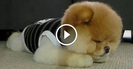 Puppy, asa ca o jucărie de pluș, are mai mult de 1, 3 milioane de fani pe Facebook