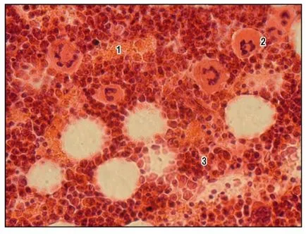 Sistemul de corpuri de hematopoiezei și a apărării imune