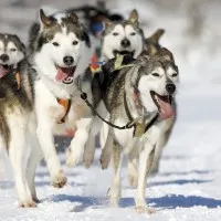 Husky Dogs