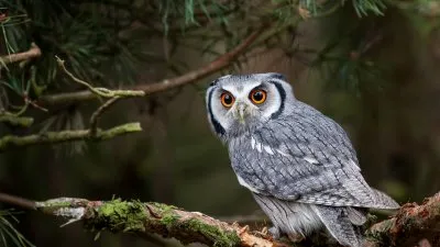 Photo pekingi fajtájú kutya - képek és rajzok az asztalra ingyen