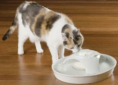 Колко вода трябва да пиете една котка