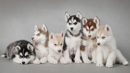 Husky Dogs