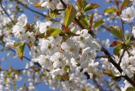 Cseresznye fajták kiválasztási kritériumokat, a korai érés, a szezon közepén, későn érő, úgy érezte,