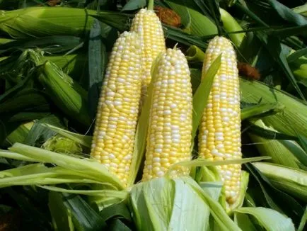 Kukorica- áttekintést a legnépszerűbb faj a középső sáv