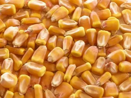 Kukorica- áttekintést a legnépszerűbb faj a középső sáv