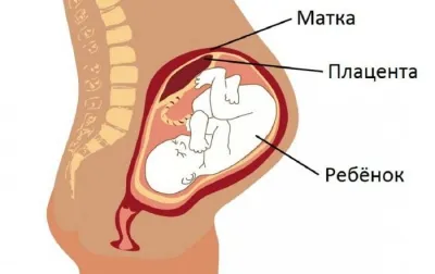 Степента на зрялост на плацентата от седмица (виж таблицата)