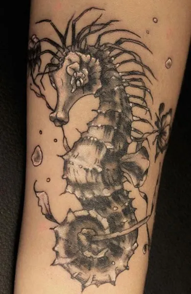 Csikóhal tetoválás - azaz tetoválás vázlatok és fényképek