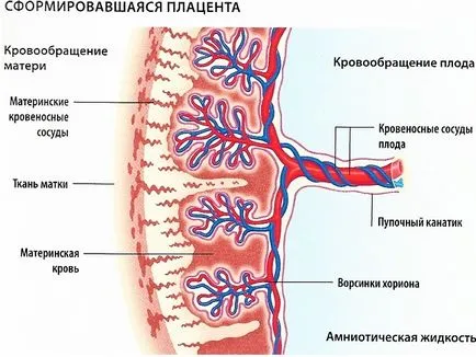 placenta Tabelul schimba grosime de saptamana