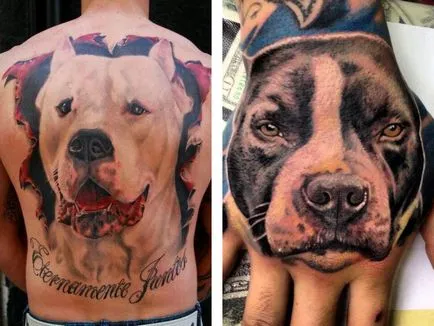 Tatuaj Pitbull - valoare desene sau modele tatuaj și fotografii