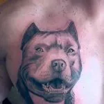 Pit Bull tattoo jelenti fotók és vázlatok a legjobb