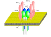 T-sejt-receptor