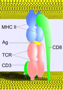 T-sejt-receptor - az
