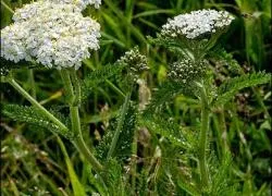 Yarrow de urinare frecventă