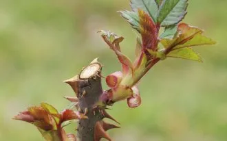 roșii cherry top 5 cele mai bune soiuri de conserve, în grădină ()