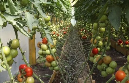 Tomate nepasynkuyuschiysya roz „descriere“ si caracterizare, de reproducere, fotografii