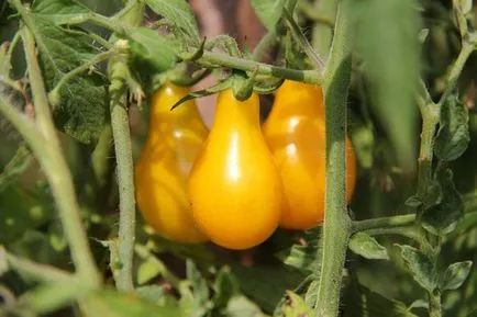 Tomate caracteristici picătură de miere și soiuri de descriere